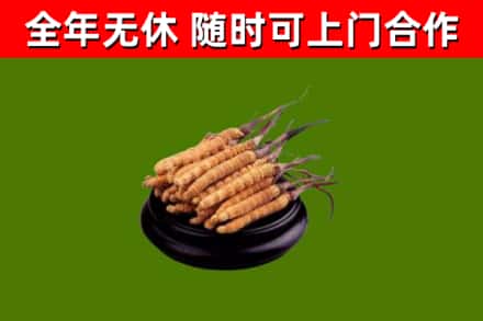 浦口区回收冬虫夏草